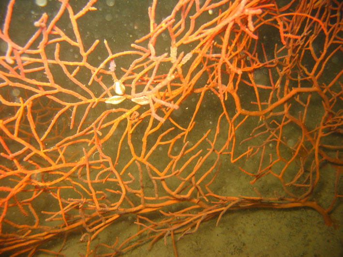 gorgonie
